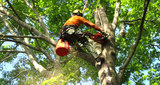  Bay Tree Removal Service 260 Industrial Pkwy W 