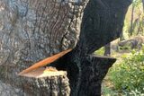  Bay Tree Removal Service 260 Industrial Pkwy W 