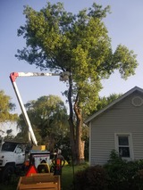  Bay Tree Removal Service 260 Industrial Pkwy W 
