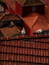 Roofing Repair Plano, Plano