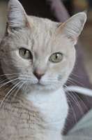 Elena Rose Pet Photography Portland Oregon Elena Rose Photography 2704 NE Stanton Street 