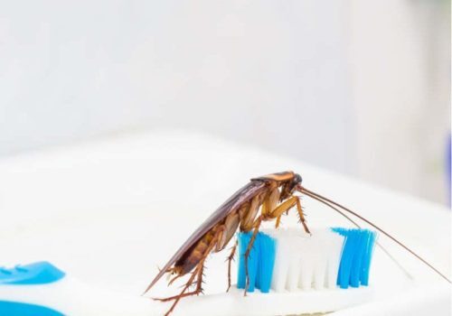  Profile Photos of 1-800-BUG-GUYS n/a - Photo 2 of 3