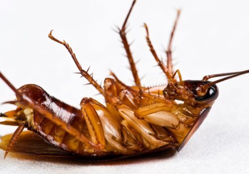  Profile Photos of 1-800-BUG-GUYS n/a - Photo 3 of 3