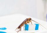  1-800-BUG-GUYS n/a 
