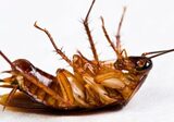  1-800-BUG-GUYS n/a 