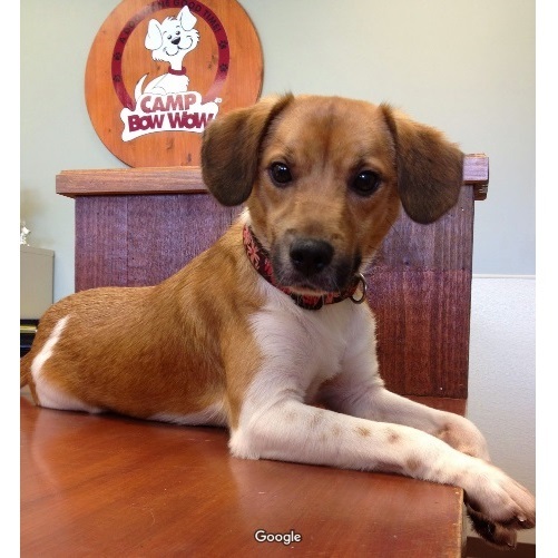  Profile Photos of Camp Bow Wow Lafayette 114 Eunice Street - Photo 3 of 4