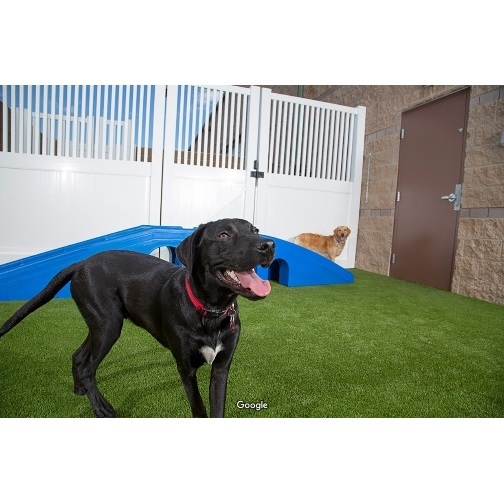  Profile Photos of Camp Bow Wow Lafayette 114 Eunice Street - Photo 4 of 4