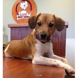  Camp Bow Wow Lafayette 114 Eunice Street 