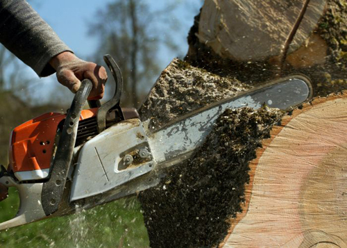 Tree Cutting<br />
 Profile Photos of Boston Tree Service 27 Rockvale Cir #3 - Photo 3 of 5