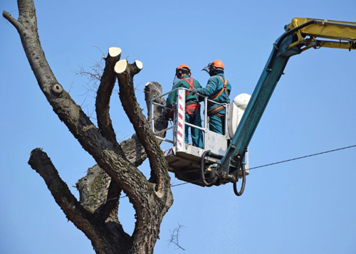 Tree Trimming<br />
 Profile Photos of Boston Tree Service 27 Rockvale Cir #3 - Photo 4 of 5