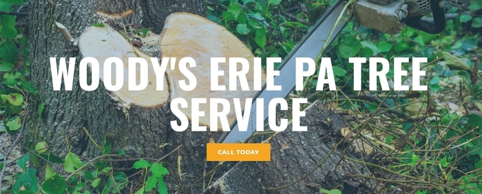  Profile Photos of Woody's Erie Pa Tree Service 3330 W 26th St. Unit 4-274 - Photo 1 of 1