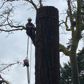  New Album of Dawkins Tree Care 17607 Tad Pole Ln SW - Photo 4 of 4