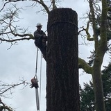 Dawkins Tree Care, Tenino