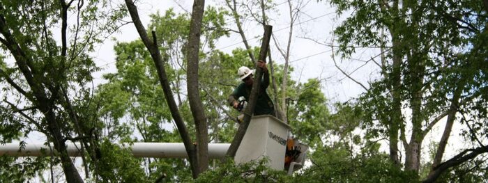Trees require regular maintenance and pruning to ensure the full longevity of their life. <br />
<br />
https://www.fivestartreecare.ca/ Our Services of Five Star Tree Services 156 Duncan Rd - Photo 21 of 34