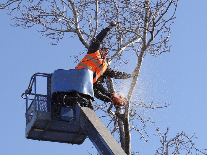 We provide affordable tree removal services in Toronto.<br />
<br />
https://www.fivestartreecare.ca/ Our Services of Five Star Tree Services 156 Duncan Rd - Photo 24 of 34
