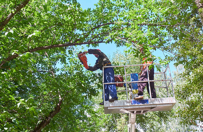 Affordable tree care with Five Star Tree Services Our Services of Five Star Tree Services 156 Duncan Rd - Photo 26 of 34