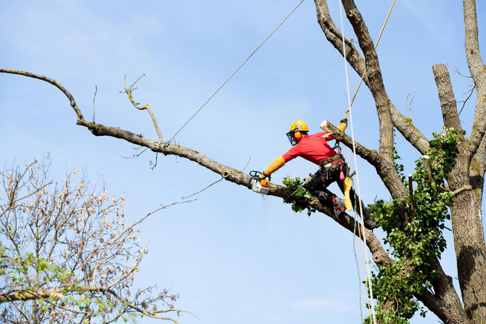  Our Services of Five Star Tree Services 156 Duncan Rd - Photo 2 of 34