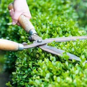  Our Services of Five Star Tree Services 156 Duncan Rd - Photo 3 of 34