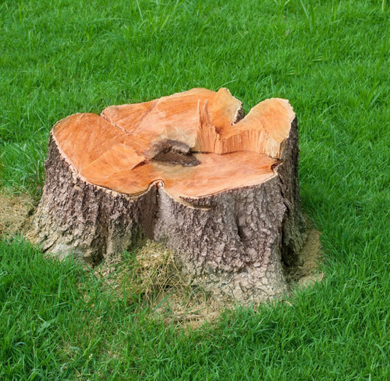  Our Services of Five Star Tree Services 156 Duncan Rd - Photo 5 of 34