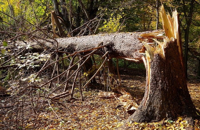  Our Services of Five Star Tree Services 156 Duncan Rd - Photo 9 of 34