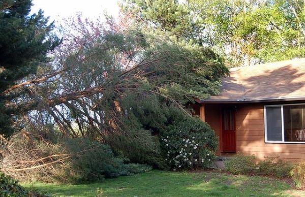 What to do when a tree falls on your house - https://www.fivestartreecare.ca/blog/steps-when-a-tree-falls-on-your-house/ Our Services of Five Star Tree Services 156 Duncan Rd - Photo 15 of 34