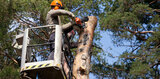 If you think that you are in need of tree removal services contact us to find out your best options.<br />
<br />
https://www.fivestartreecare.ca/ Five Star Tree Services 156 Duncan Rd 