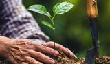 Planting and maintaining trees can provide extraordinary benefits to you, your family, and your property. <br />
<br />
https://fivestartreecare.ca/ Five Star Tree Services 156 Duncan Rd 
