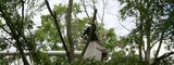Trees require regular maintenance and pruning to ensure the full longevity of their life. <br />
<br />
https://www.fivestartreecare.ca/ Five Star Tree Services 156 Duncan Rd 