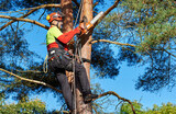 Need tree removal services in Toronto? Contact our team!<br />
<br />
https://www.fivestartreecare.ca/ Five Star Tree Services 156 Duncan Rd 