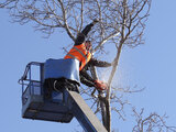 We provide affordable tree removal services in Toronto.<br />
<br />
https://www.fivestartreecare.ca/ Five Star Tree Services 156 Duncan Rd 