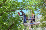 Affordable tree care with Five Star Tree Services Five Star Tree Services 156 Duncan Rd 