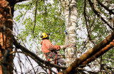 Best tree care services in Toronto with Five Star Tree Services Five Star Tree Services 156 Duncan Rd 