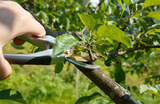 Toronto Tree Care Pruning Services Five Star Tree Services 156 Duncan Rd 