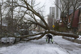 Emergency Tree Removal Services - 2 Five Star Tree Services 156 Duncan Rd 