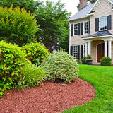 Hedge Trimming Five Star Tree Services 156 Duncan Rd 
