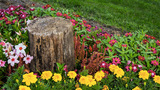 Toronto Tree Services Five Star Tree Services 156 Duncan Rd 