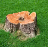  Five Star Tree Services 156 Duncan Rd 