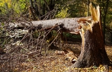  Five Star Tree Services 156 Duncan Rd 