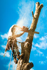 Check out our Tree Removal Services! https://www.fivestartreecare.ca/services/removal-services/tree-removal/ Five Star Tree Services 156 Duncan Rd 