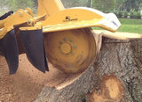 Check out our Stump Grinding Services today! - https://www.fivestartreecare.ca/services/tree-care/stump-grinding/ Five Star Tree Services 156 Duncan Rd 