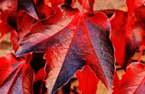 Need to know if your tree needs to be removed? - https://www.fivestartreecare.ca/blog/signs-your-tree-may-need-to-be-removed/ Five Star Tree Services 156 Duncan Rd 