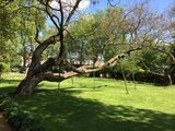 Tree Pro Ltd, Lenham