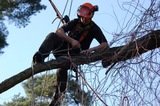 Tree Pro Ltd, Lenham