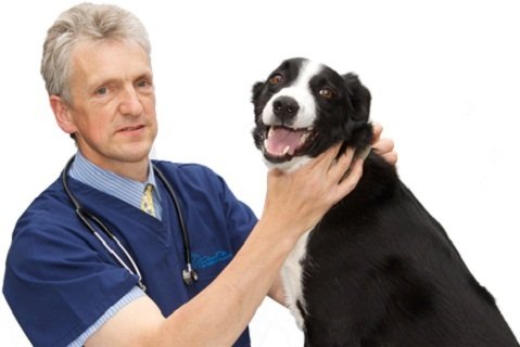  New Album of AlphaPet Veterinary CLinic 11-17 The Precinct, West Meads Bognor Regis, West Sussex - Photo 2 of 4