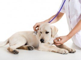  New Album of AlphaPet Veterinary CLinic 11-17 The Precinct, West Meads Bognor Regis, West Sussex - Photo 3 of 4