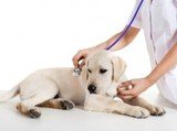 AlphaPet Veterinary CLinic, Bognor Regis