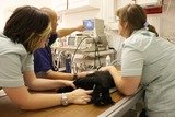 AlphaPet Veterinary CLinic, Bognor Regis