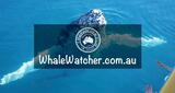 WhaleWatcher.com.au, Torquay