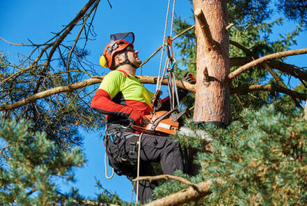  Profile Photos of Yucaipa Tree Service 32015 Teal Court - Photo 3 of 3