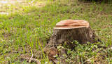 Yucaipa Tree Service, Yucaipa